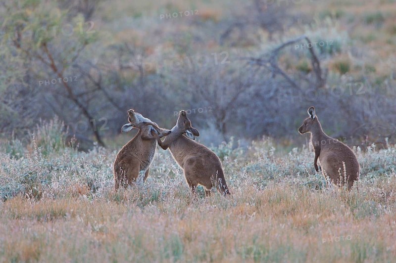Western Grey Giant Kangaroo