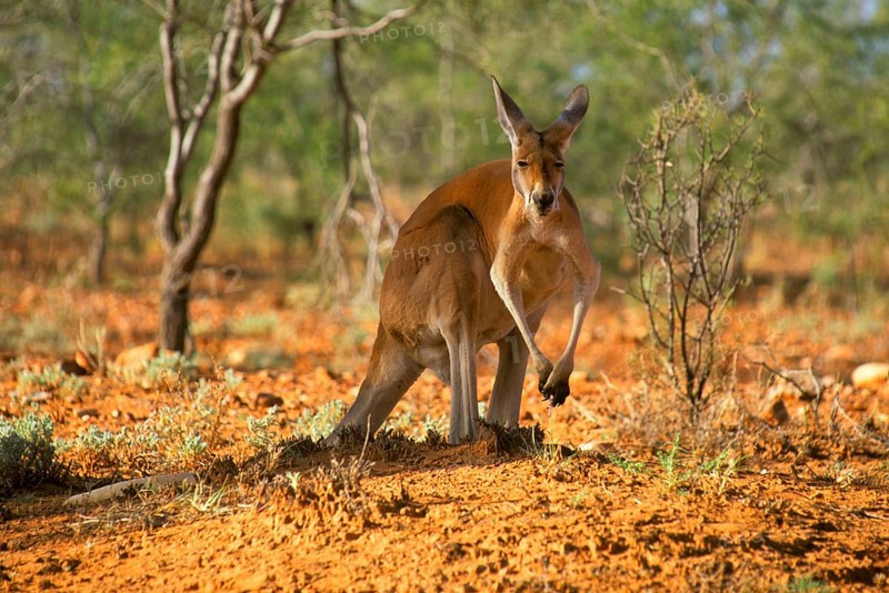 Red kangaroo