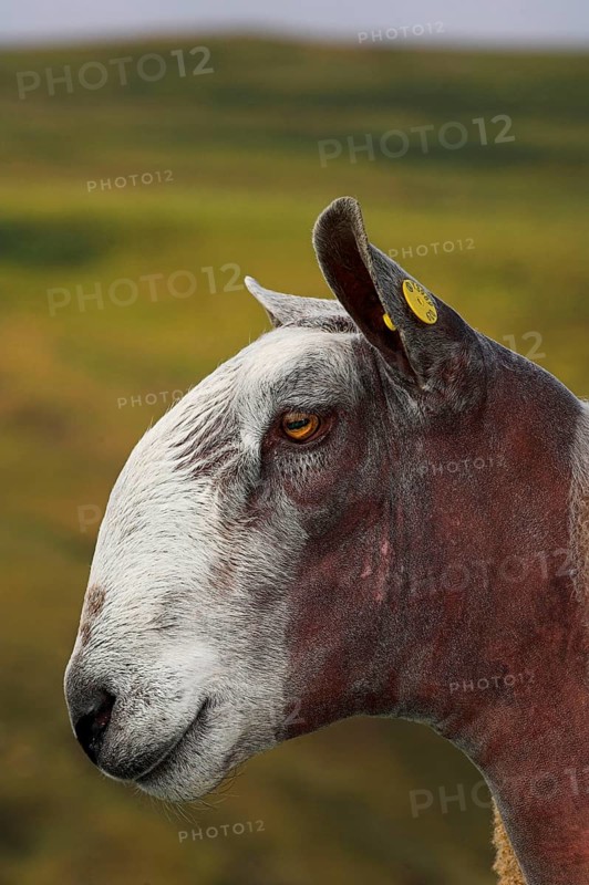 Domestic Sheep