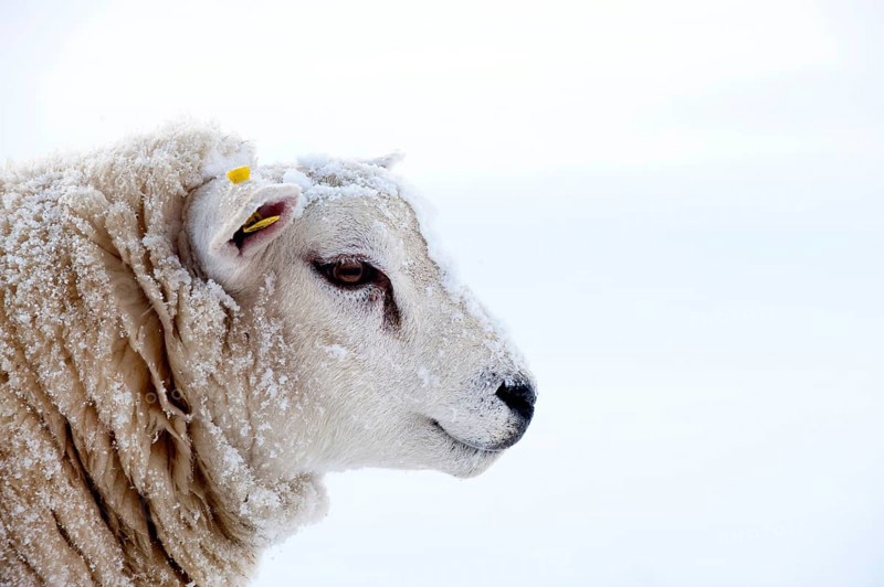 Domestic Sheep