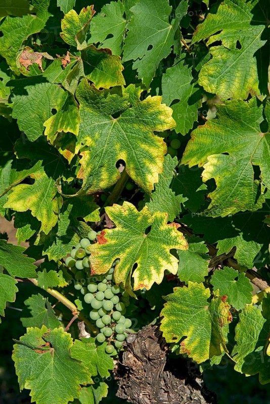 Symptoms of magnesium deficiency on vines in fruit in the Gironde