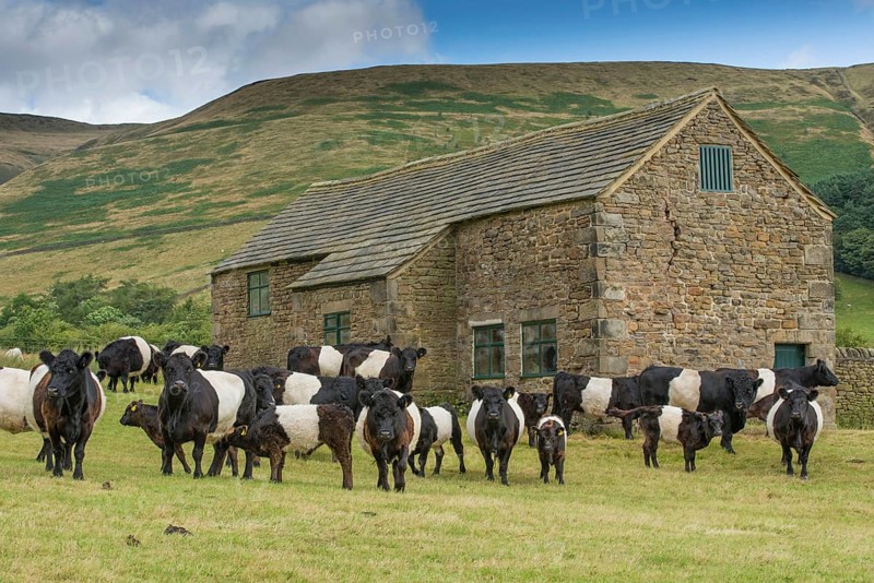 Domestic cattle