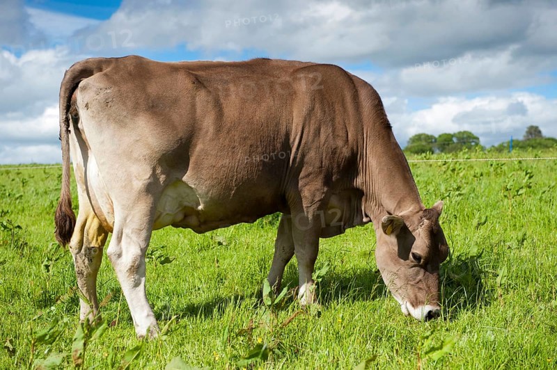 Domestic cattle