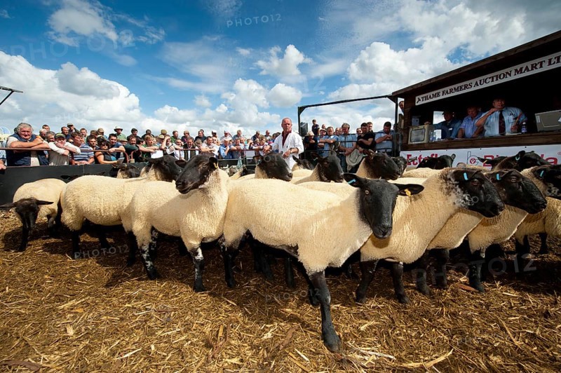 Sheep farming