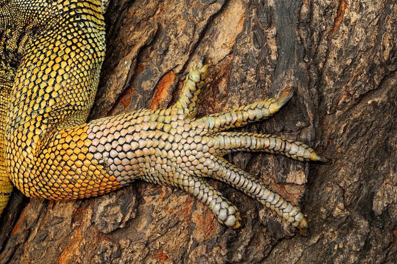 Green iguana
