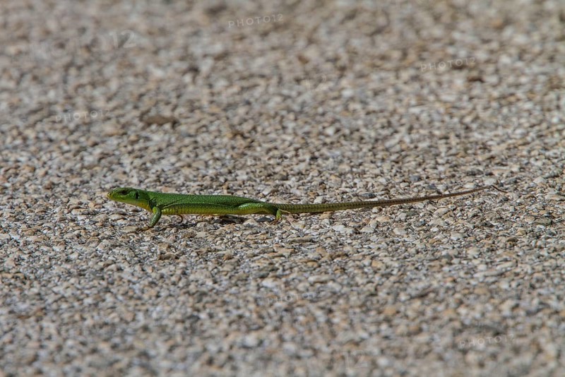 Balkan green lizards