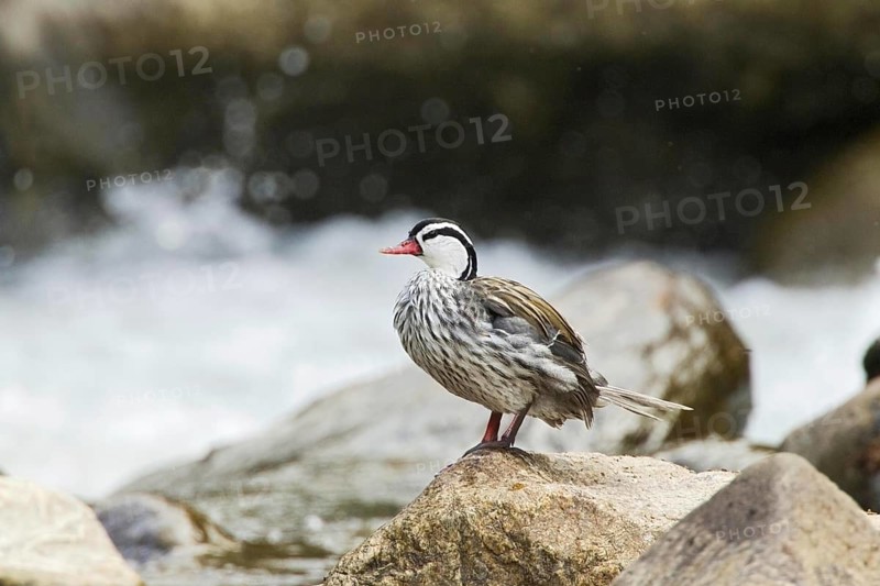 Columbian Torrent Duck
