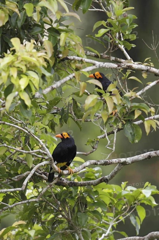 Long-tailed Myna