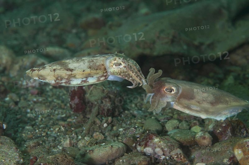 Broadclub cuttlefish