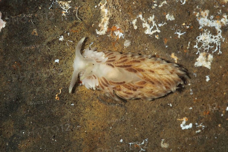 Other animals