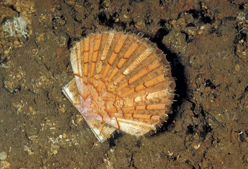 Great pilgrim mussel