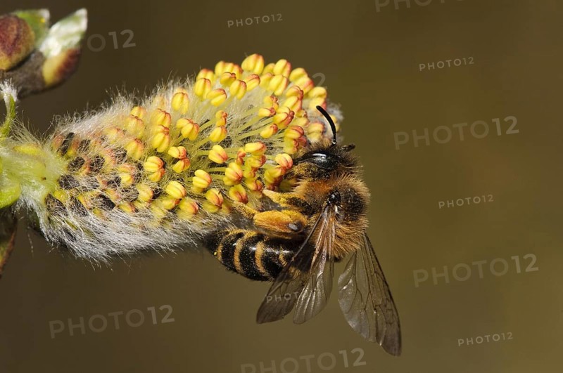 Yellow-legged Mining Bee