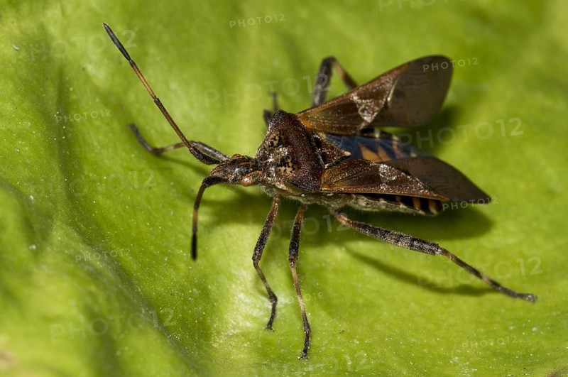 American pine bug