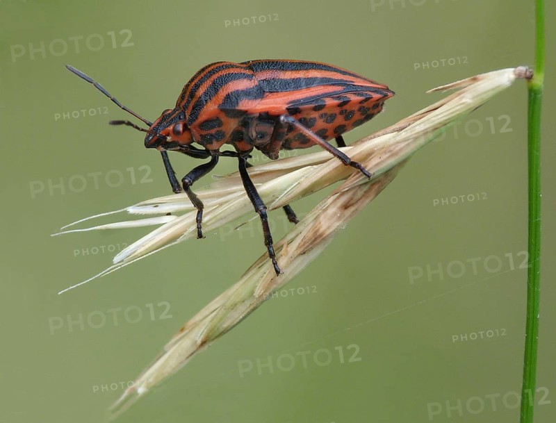 Red-and-black Striped Shieldbug