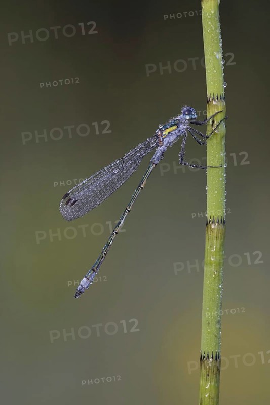 Emerald Damselfly