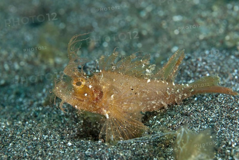 Ambon scorpionfishes