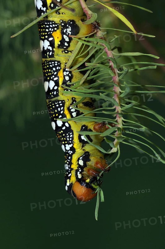 Adult larva of the spurge hawk-moth