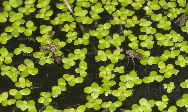 Glittering Green Fly