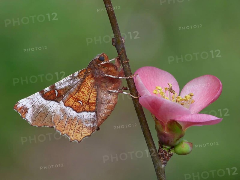 Purple thorn