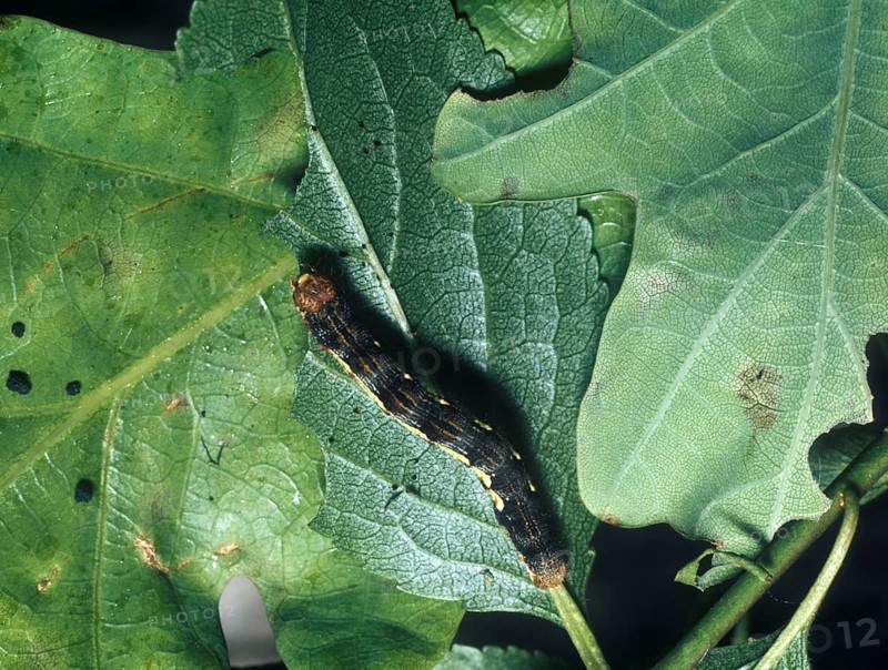 Large Frost Moth