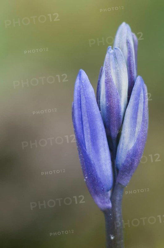 Endymion hyacinth