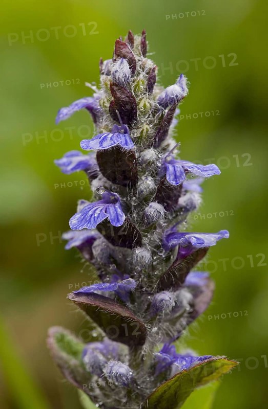 Common Bugle