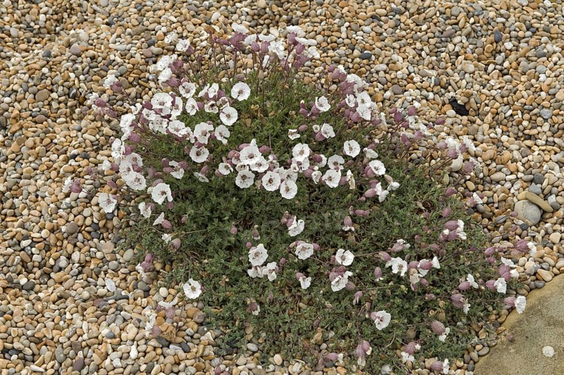 Sea campion