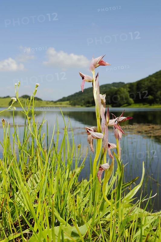 Flowering tongue-orchid