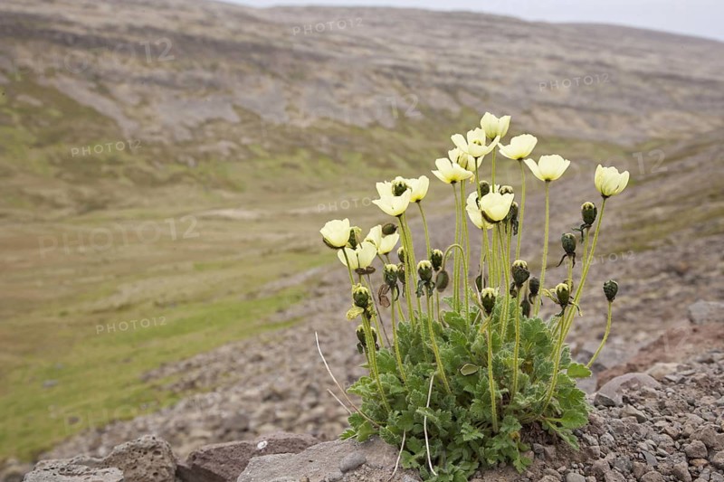 Flowering arctic poppy