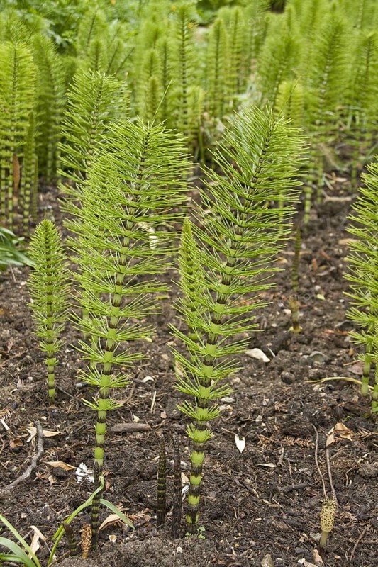 Great horsetail