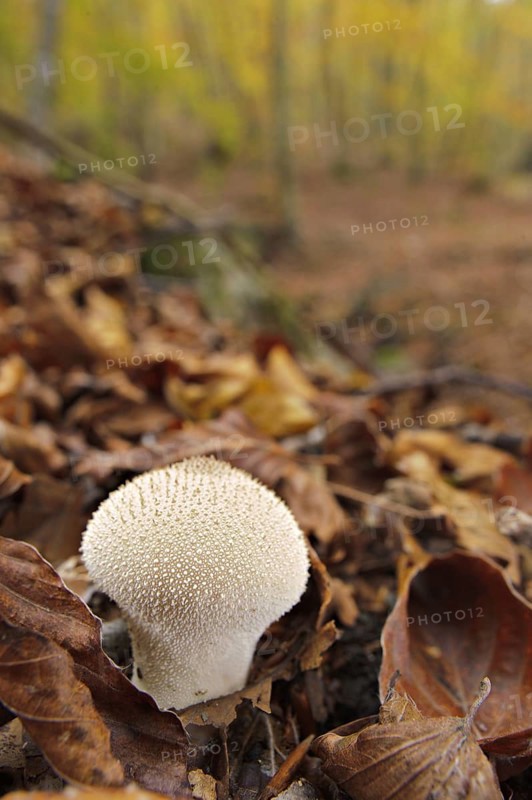 Common puffball