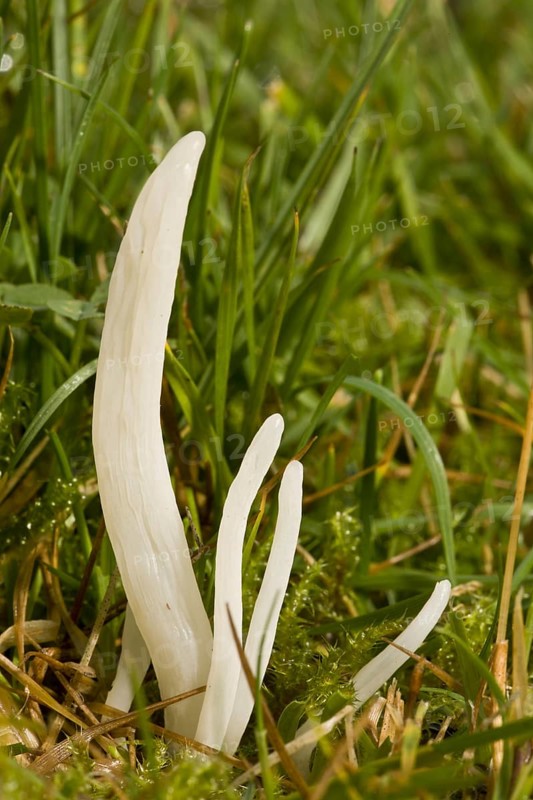 White Spindles