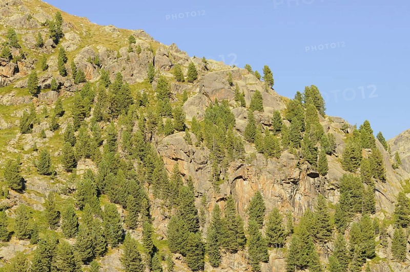 Arolla Pine