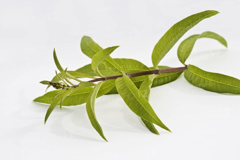 (Verbena) citriodora, Aloysia citriodora, Lippia citriodora, Lemon verbena, Verbena triphylla cut stem and leaves