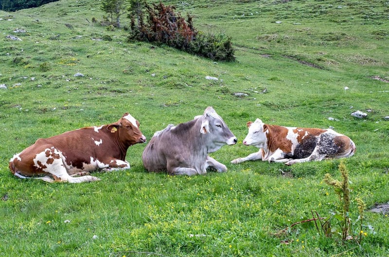 Cows