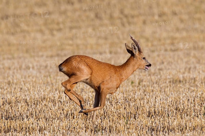 European european roe deer