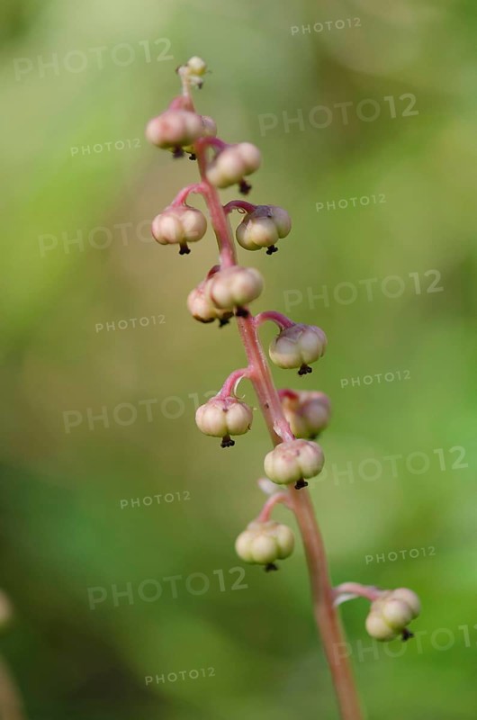 Wintergreen