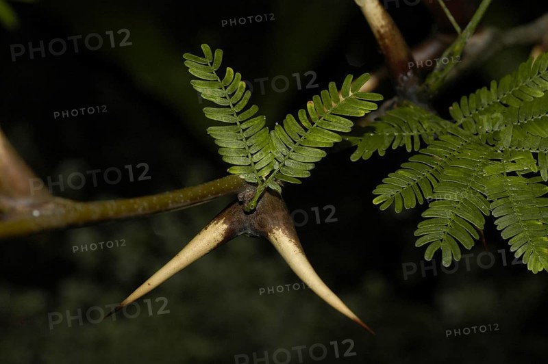 Buckhorn Acacia
