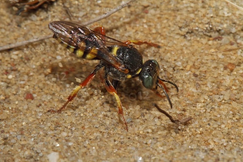 Large fly spear wasp