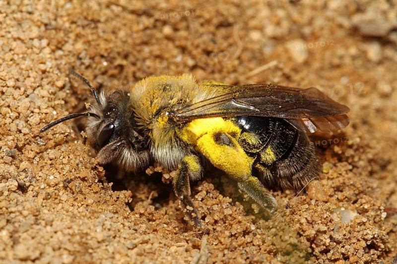 Grey-backed Mining-bee