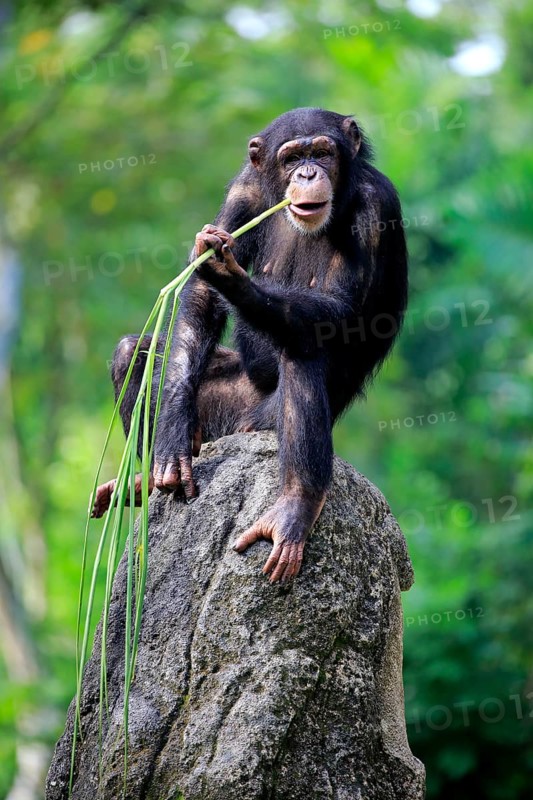 Chimpanzee