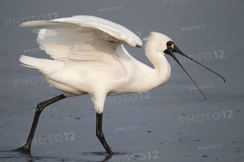 Black-faced black-faced spoonbill
