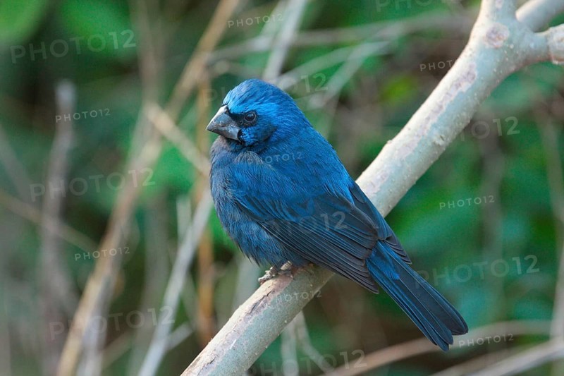 Ultramarine grosbeak