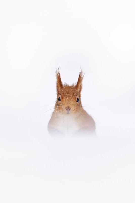 Eurasian red squirrel