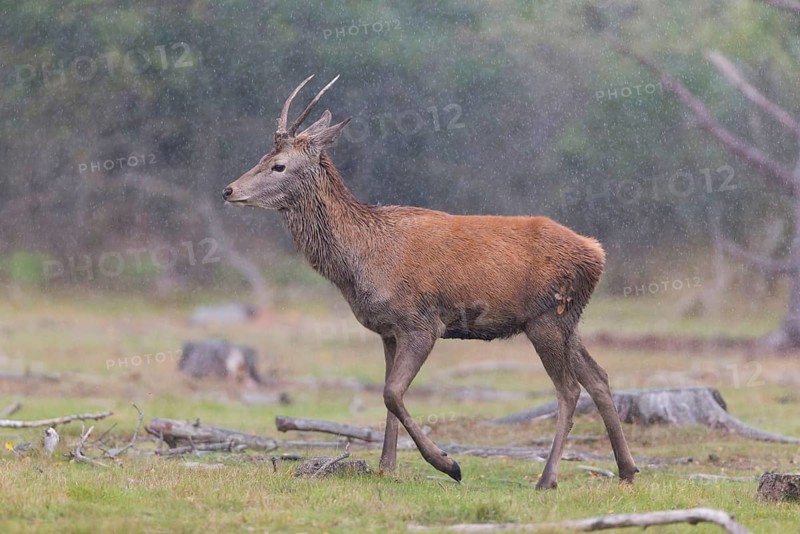 Red Deer