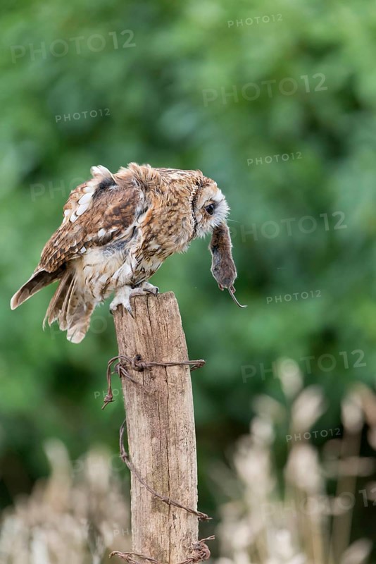 Tawny Owl