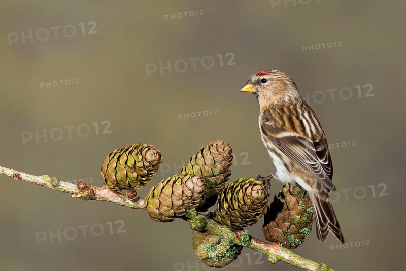 Lesser lesser redpoll