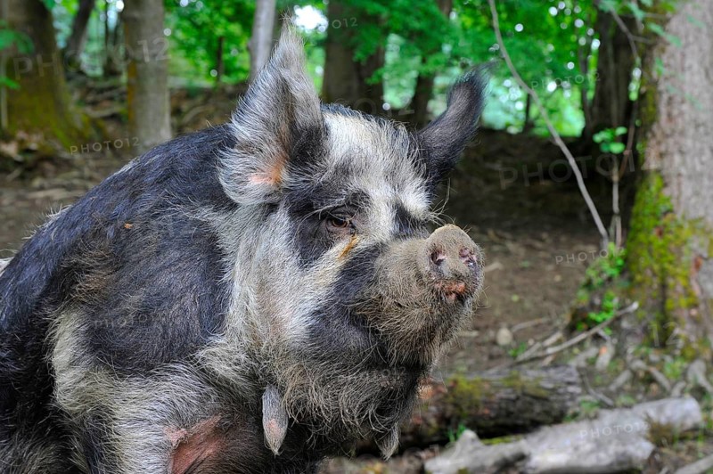 Domestic Pig
