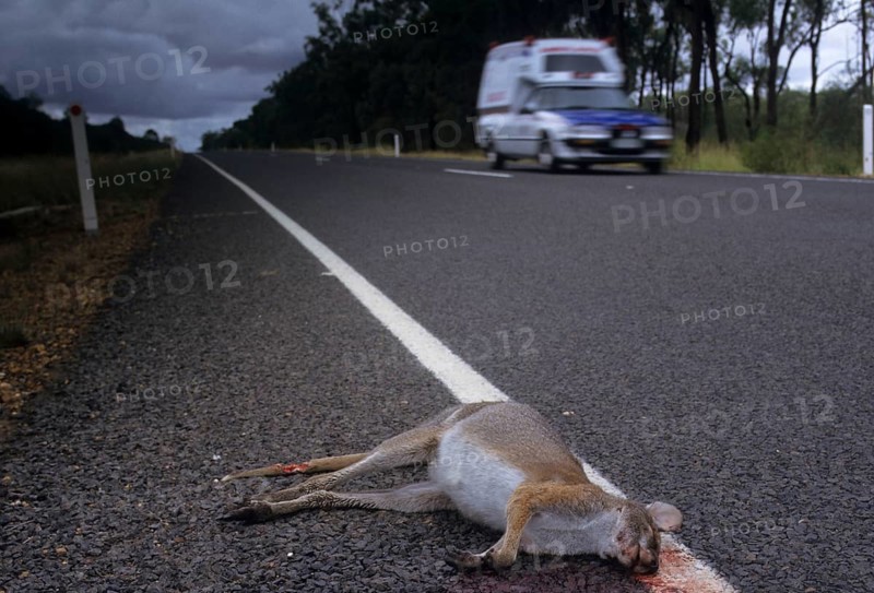 Whiptail wallaby