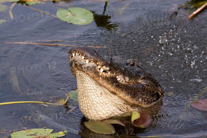 American alligator